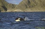 Orca Killer Whales 109