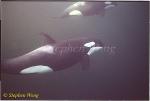 Orca Killer Whales 110