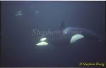Orca Killer Whales 111