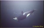 Orca Killer Whales 113