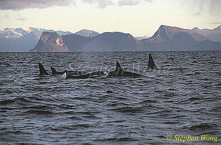Orca Killer Whales 122