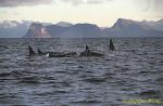 Orca Killer Whales 122