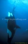 Orca Killer Whales 128a