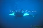 Orca Killer Whales 132a