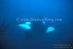 Orca Killer Whales 133a