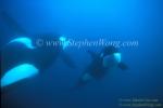 Orca Killer Whales 134a