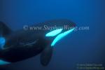 Orca Killer Whales 135a