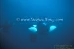 Orca Killer Whales 139a