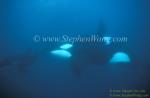 Orca Killer Whales 140a