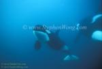 Orca Killer Whales 141a