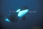 Orca Killer Whales 143a