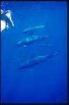 Pygmy Killer Whales 102