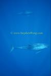 Pygmy Killer Whales 105 0705