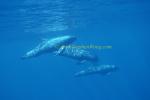 Pygmy Killer Whales 110 0705