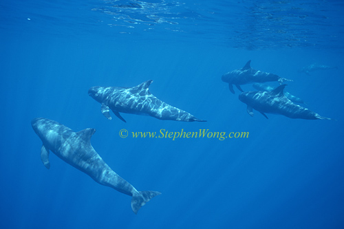 Pygmy Killer Whales 111 0705