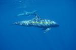 Pygmy Killer Whales 113 0705