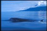 Sei Whales 02