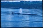 Sei Whales 03