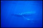 Sei Whales 04