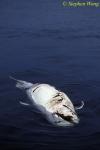 Shortfin Pilot Whales 128 dead juvenile 110803