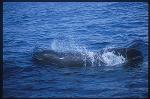 Shortifn Pilot Whales 101