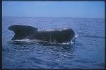 Shortifn Pilot Whales 102