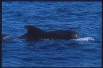 Shortifn Pilot Whales 106