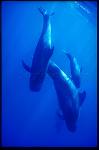 Shortifn Pilot Whales 107