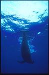 Shortifn Pilot Whales 109