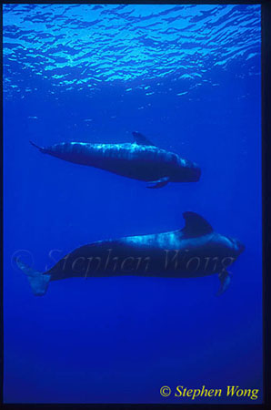 Shortifn Pilot Whales 112