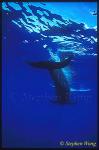 Shortifn Pilot Whales 113