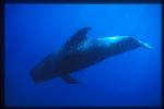 Shortifn Pilot Whales 114
