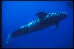 Shortifn Pilot Whales 115