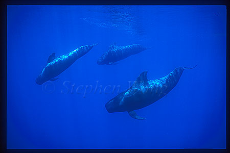 Shortifn Pilot Whales 116