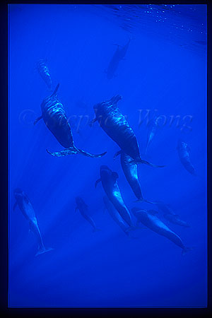 Shortifn Pilot Whales 122