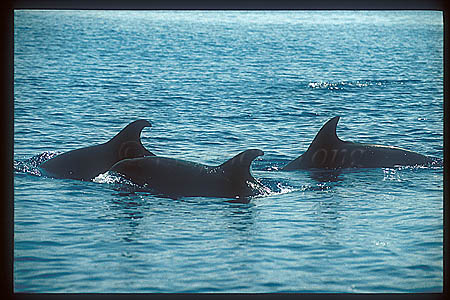 Shortifn Pilot Whales 124