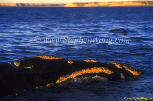 Southern Right Whale 02 adult, sunset, callosities copy