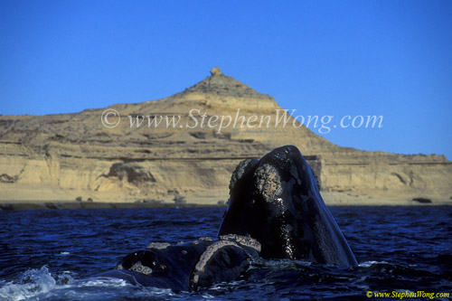 Southern Right Whale 06 mom spyhop & calf copy