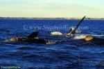 Southern Right Whale 07 group mating rituals copy