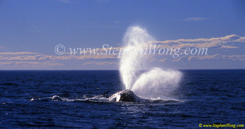 Southern Right Whale 10a blows copy