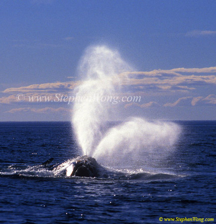 Southern Right Whale 10b blows copy