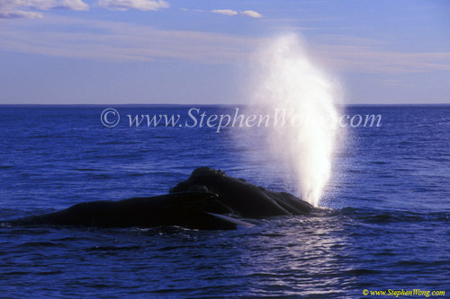 Southern Right Whale 11 blows & one sideway copy