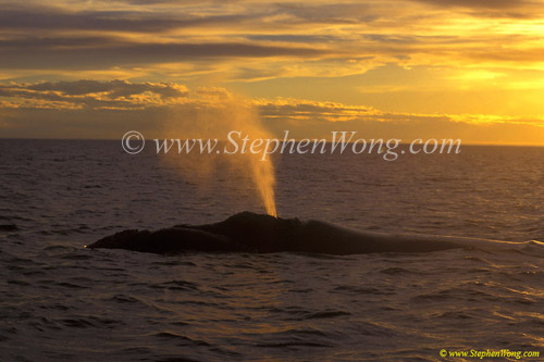 Southern Right Whale 13 sunset blows copy