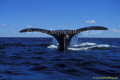 Southern Right Whale 15 fluking copy