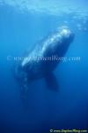 Southern Right Whale 18 copy