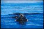 Southern Right Whales 101