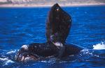 Southern Right Whales 110