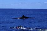 Sowerby's Beaked Whale 02 Rare Animal & diving snorkeler 110803