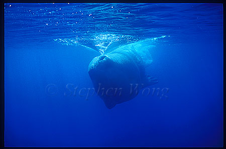 Sperm Whales 105