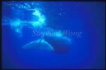 Sperm Whales 112